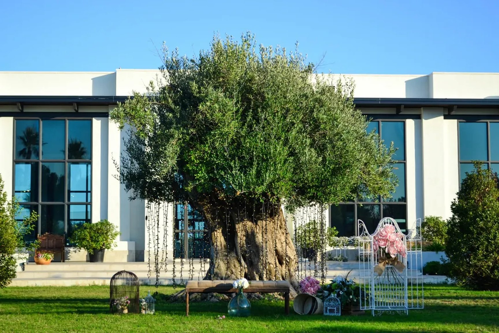 El salón del Olivo visto desde el jardín, con el olivo centenario delante de los ventanales